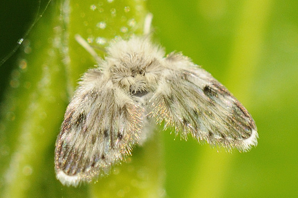 mothfly.jpg