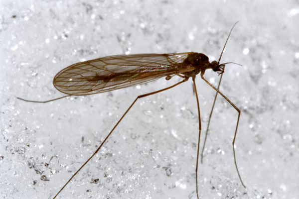 trichoceridae.jpg