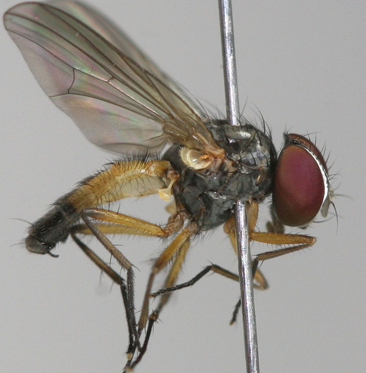 Fanniidae: Fannia posticata (male) (3)
