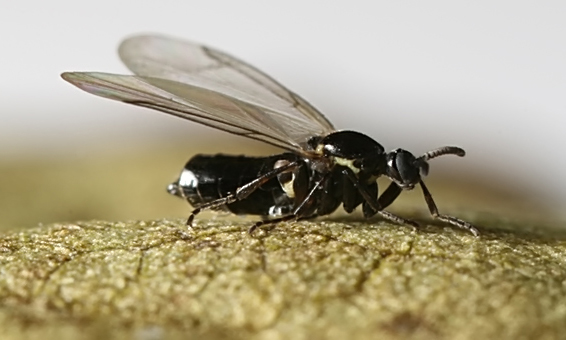 scatopsenotata2.jpg