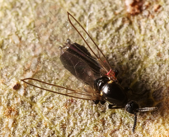 scatopsenotata4.jpg