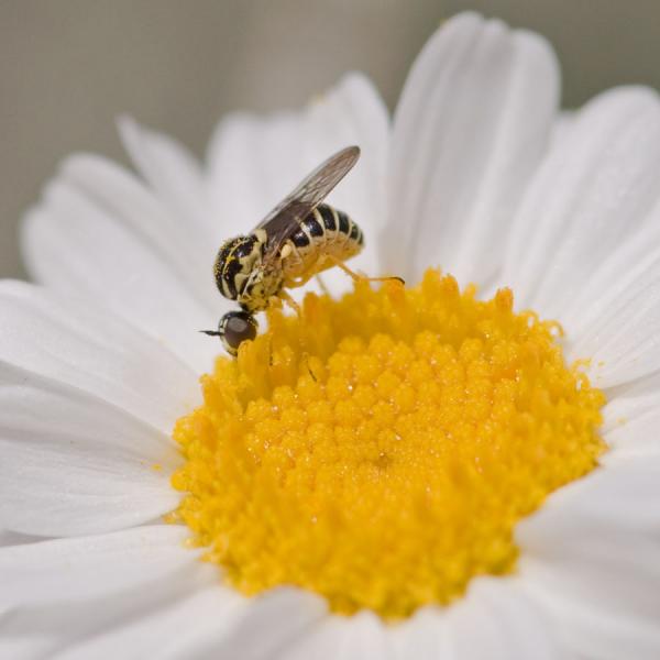 platypygus_chrysanthemi.jpg