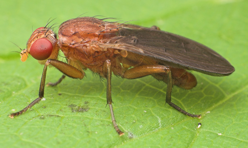 Phaeomyiidae: Pelidnoptera fuscipennis (male) (1)