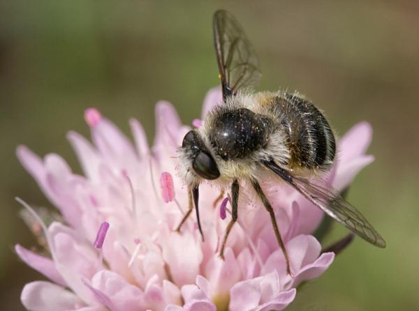 nemestrinidae_fallenia_fasciata_mora86.jpg