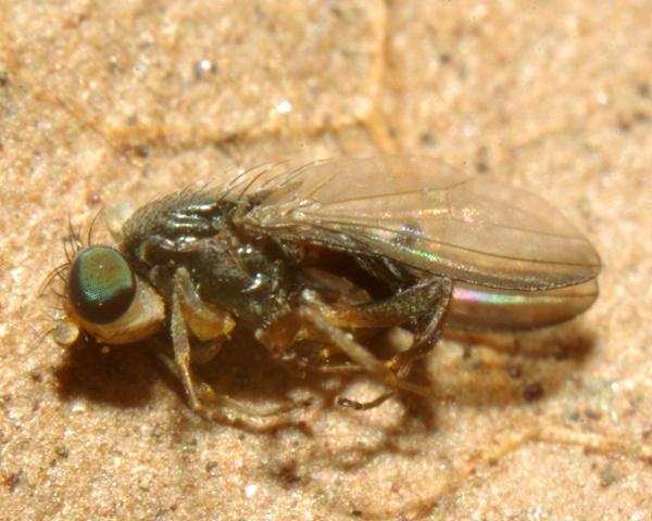 Acartophthalmidae: Acartophthalmus bicolor (female) (2)