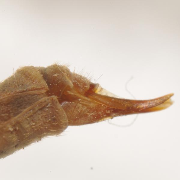 pedicia_amalopis_occulta_cf_female_pf3272.jpg