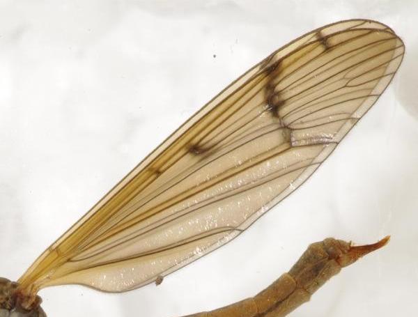 pedicia_amalopis_occulta_cf_female_pf3276.jpg