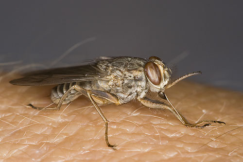 male_tsetse_fly_js8q9301.jpg