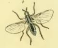 simuliidae.jpg